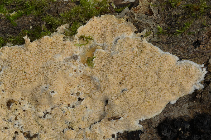 Junghuhnia nitida